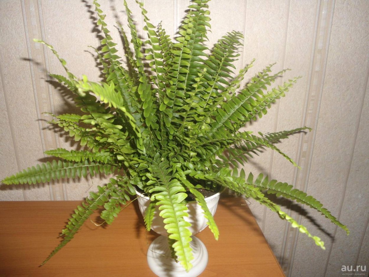 Многорядник Брауна