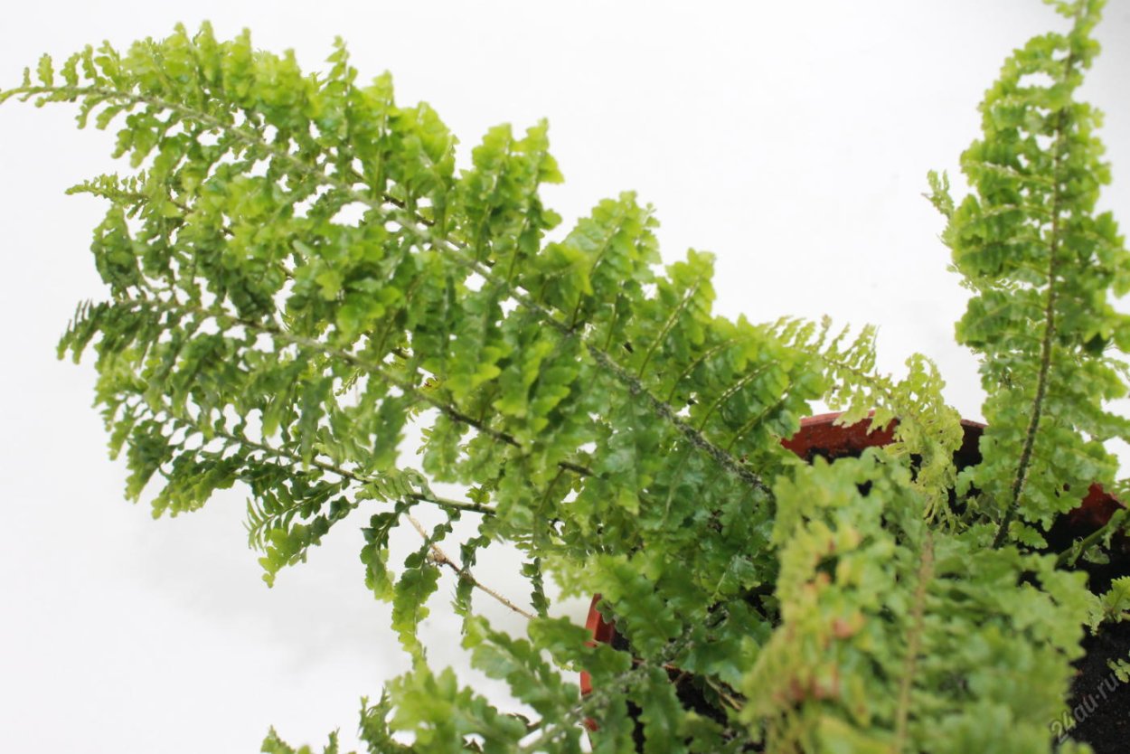 Папоротник Щитовник листья