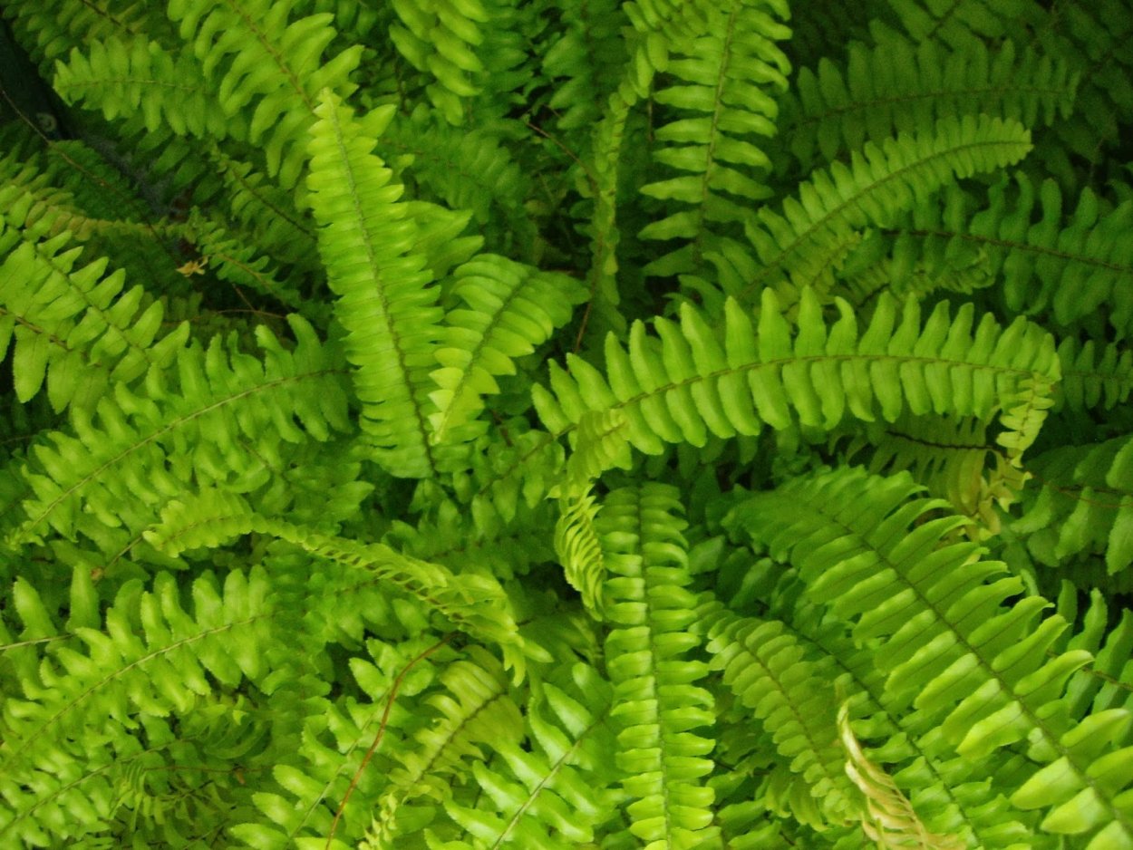 Папоротник Даваллия Канарская