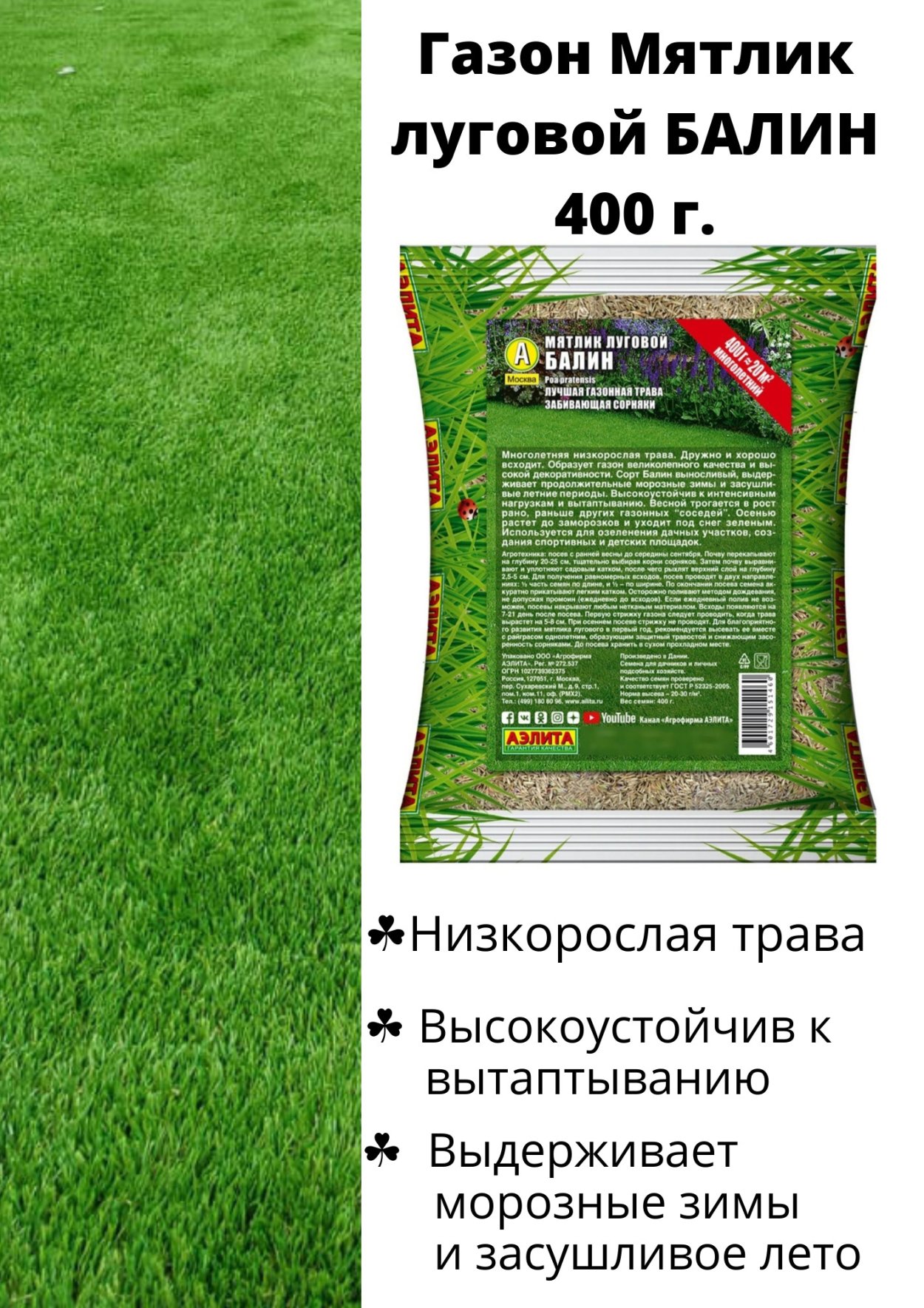 Мятлик Луговой гейша