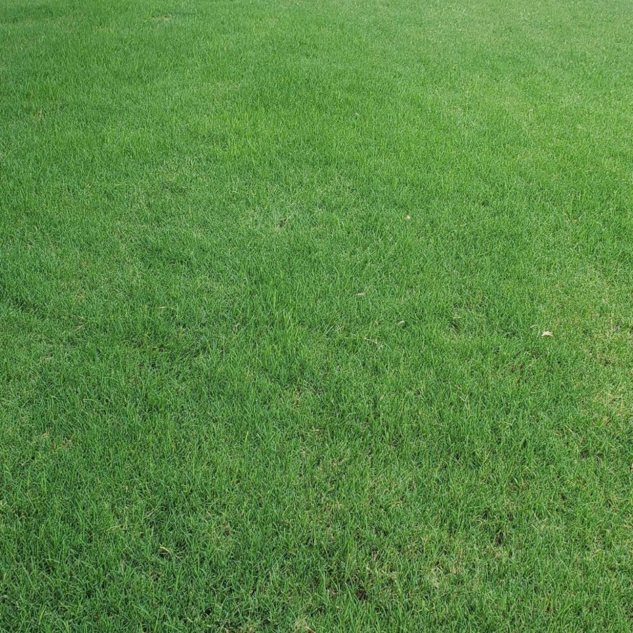 Мятлик Луговой лимаги