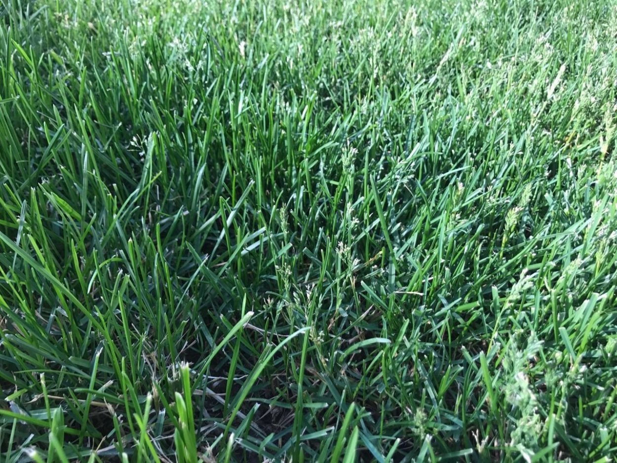 Семена мятлик Луговой, 100 г