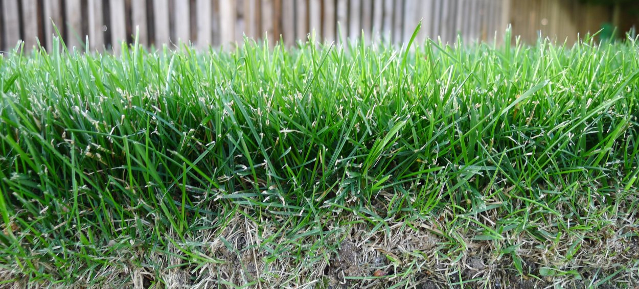 Мятлик Луговой и овсяница красная