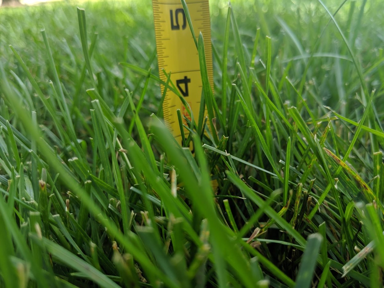 Газон из мятлика