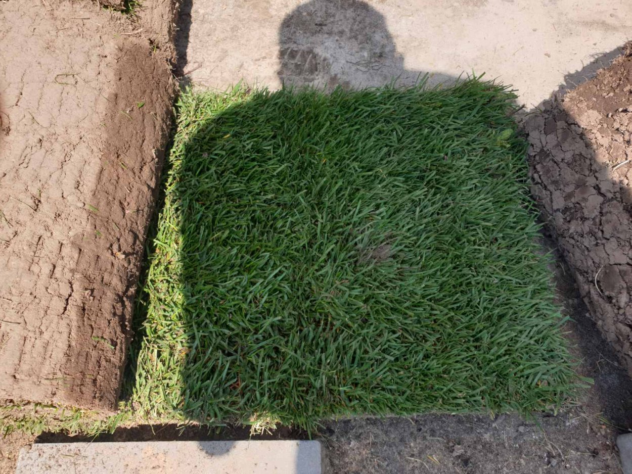 Мятлик овсяница райграс