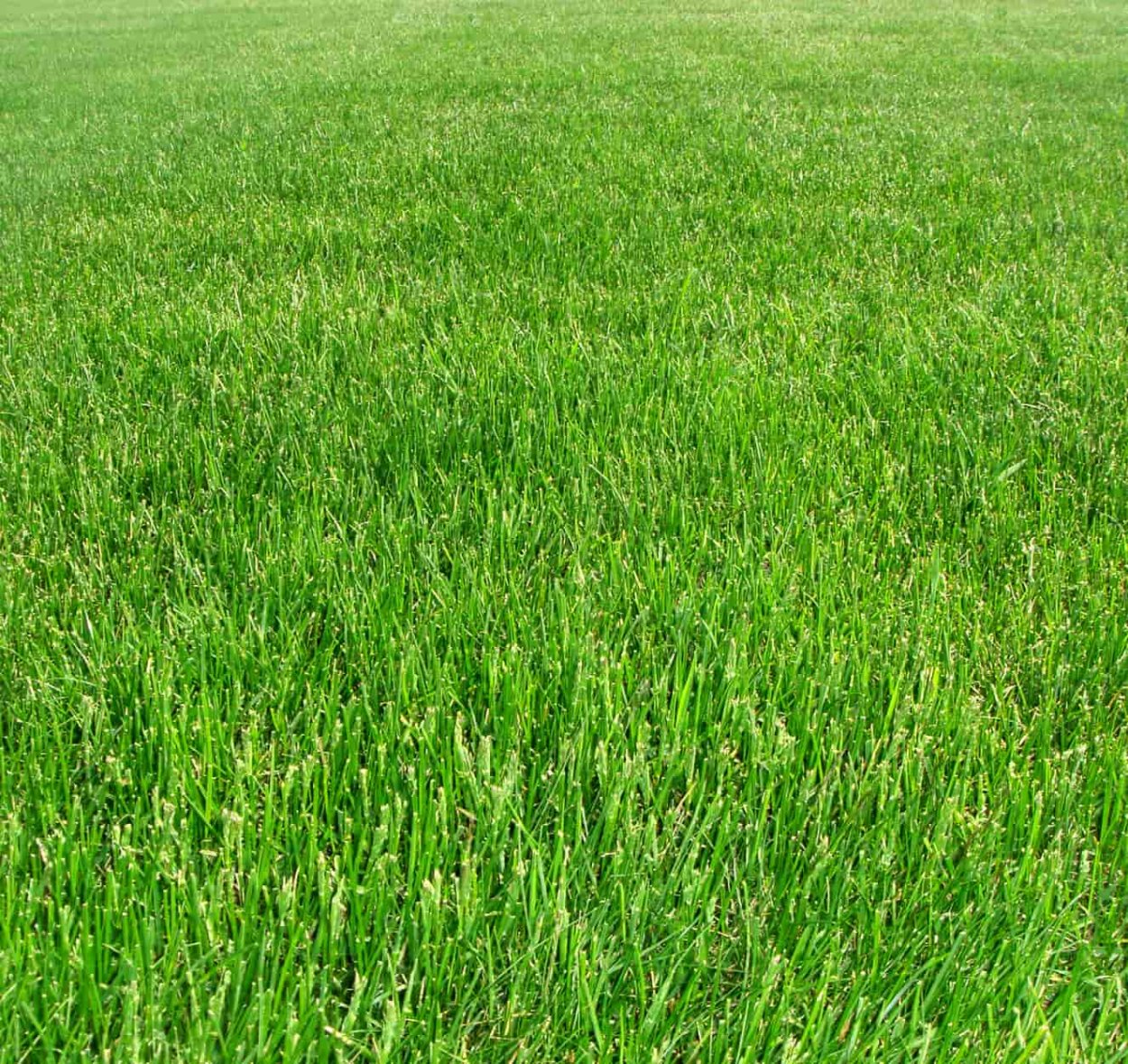 Газонная трава семена мятлик Луговой