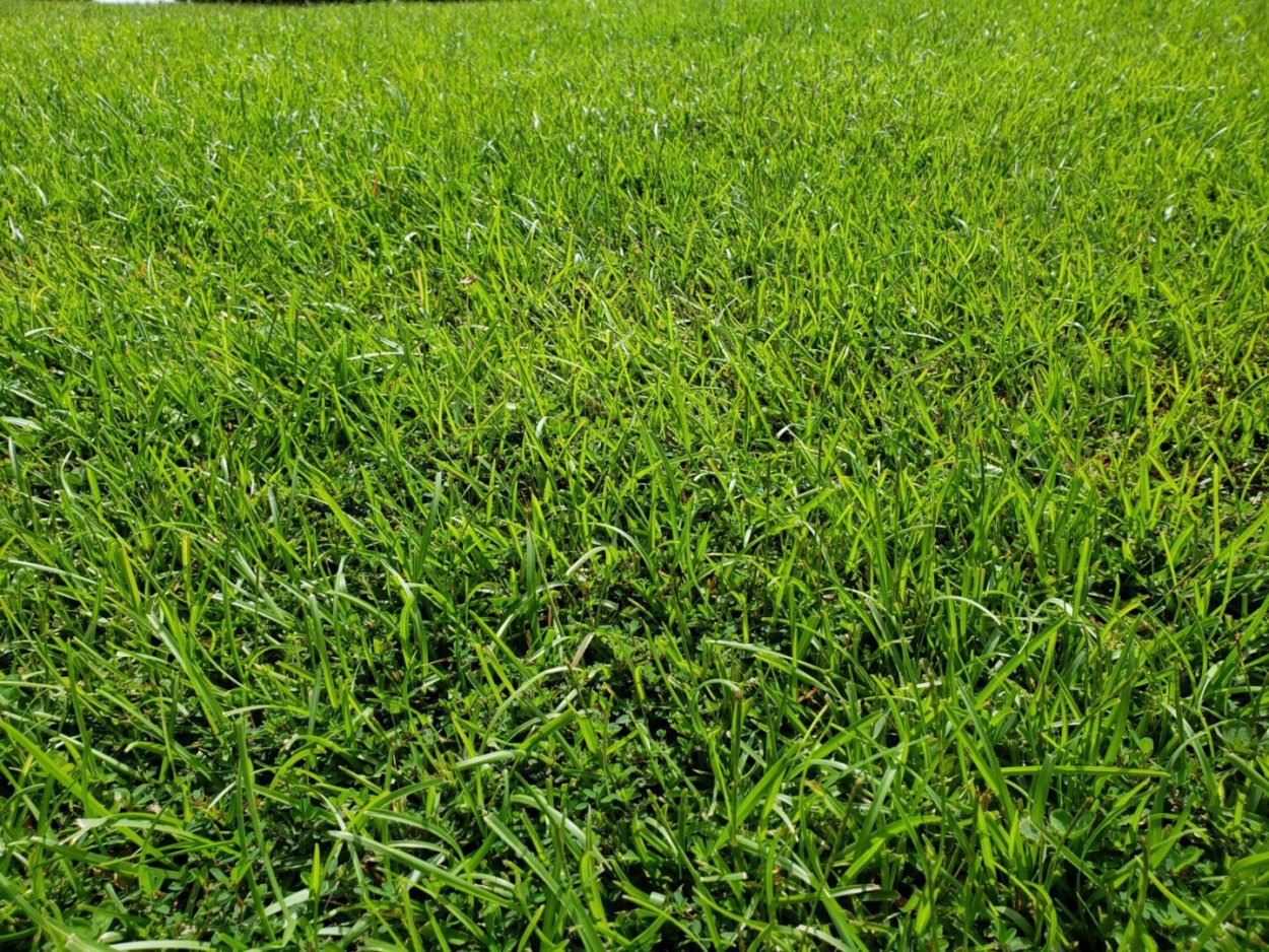 Kentucky Bluegrass
