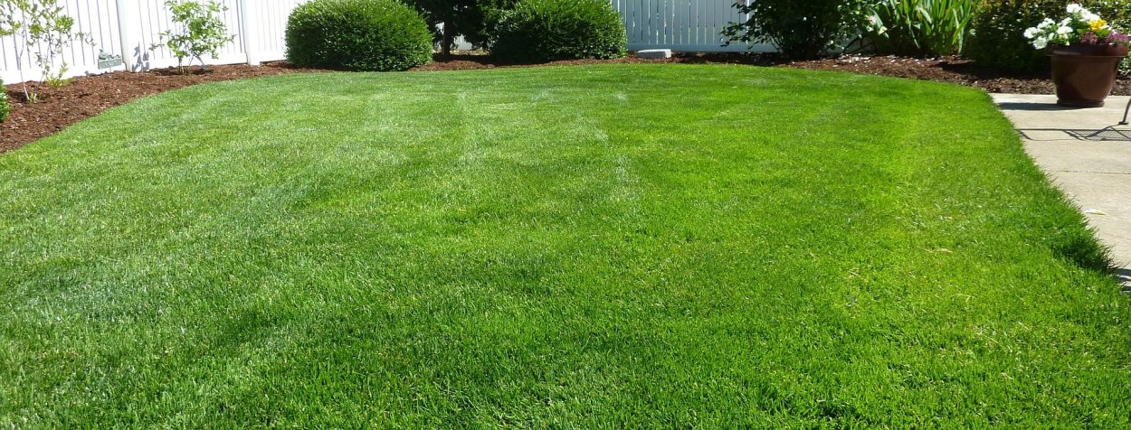 Семена газона мятлик Луговой