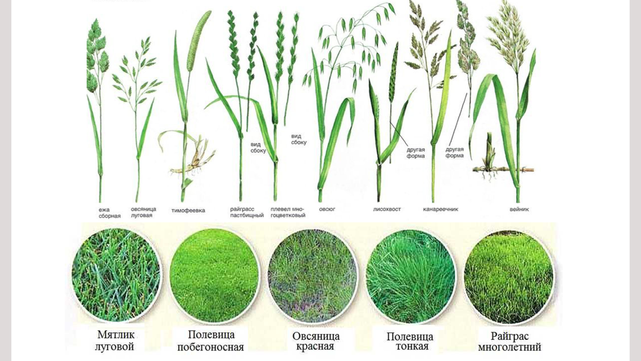Овсяница красная (Festuca rubra)