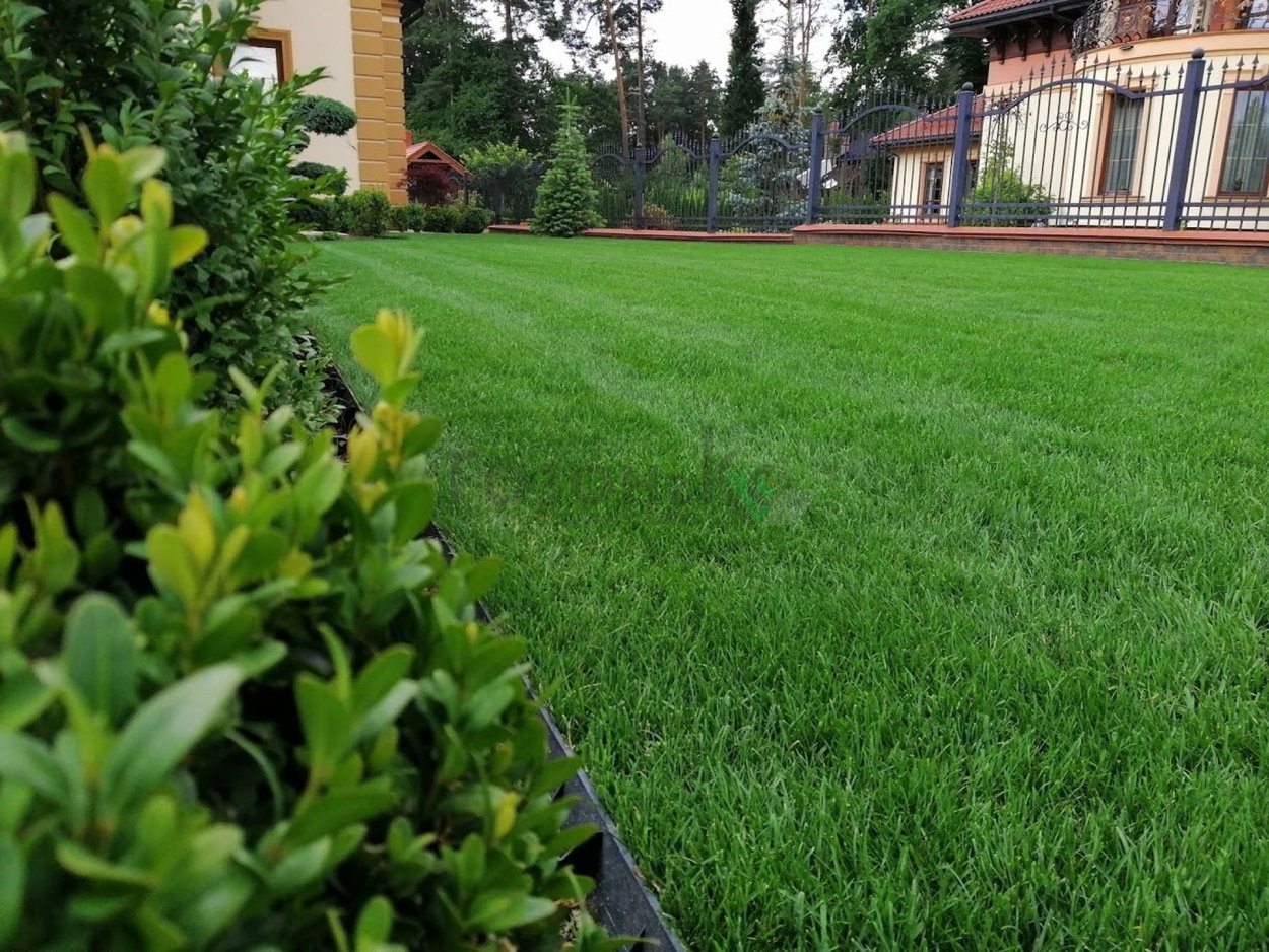 Райграс мятлик