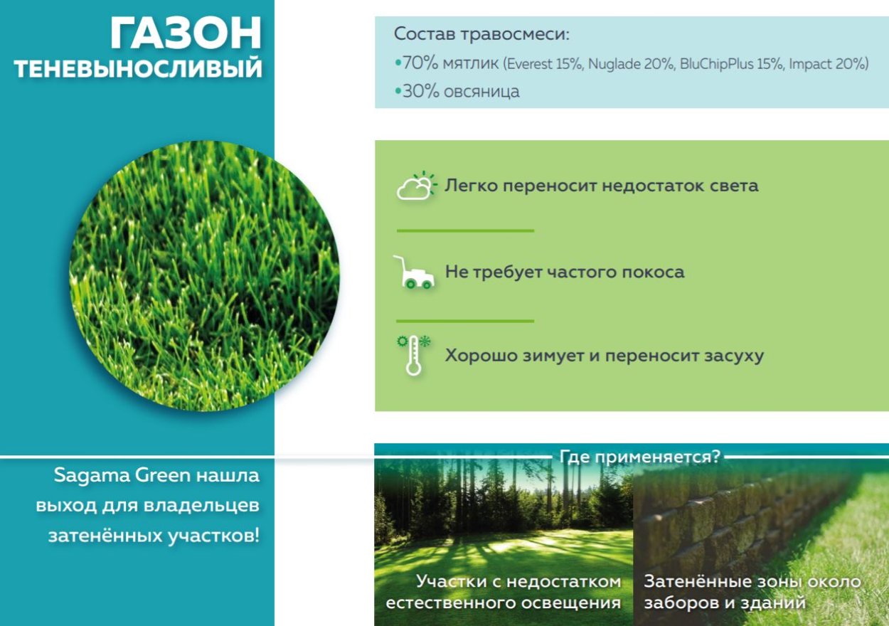 Мятлик Луговой для газона