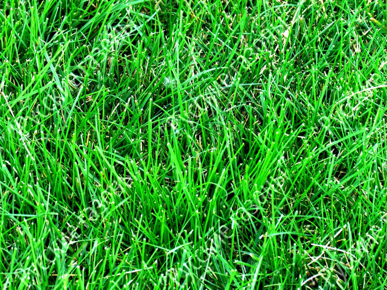 Трава Полевица побегоносная