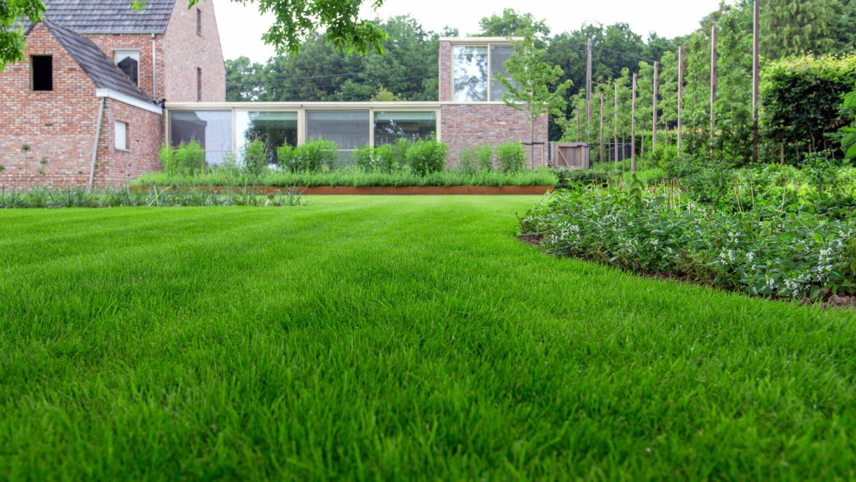 Мятлик для газона