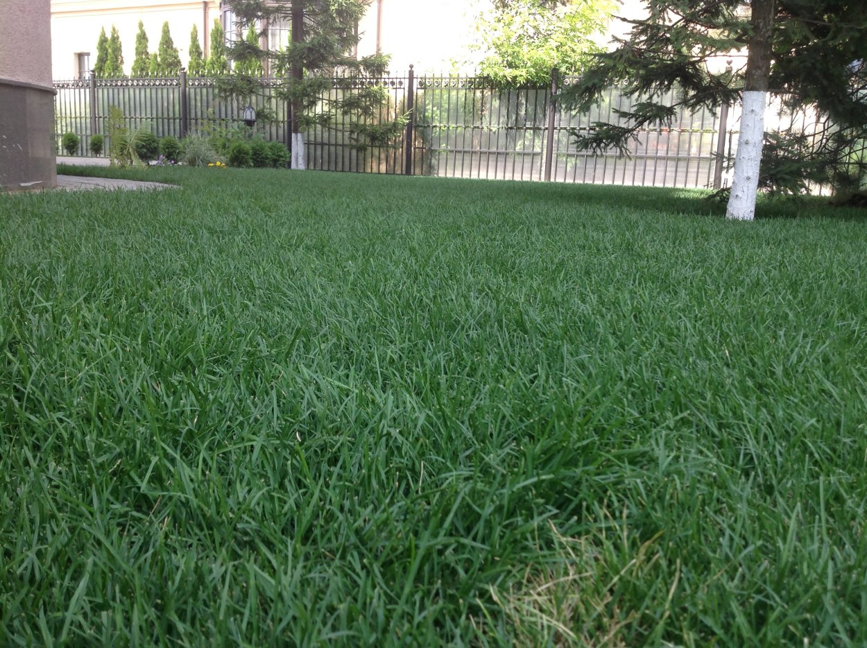 Трава для газона мятлик Луговой