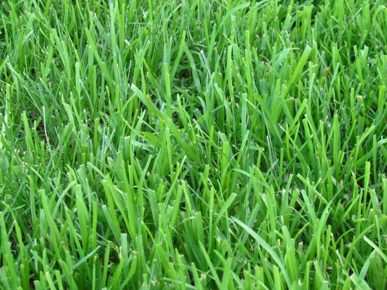 Овсяница и мятлик