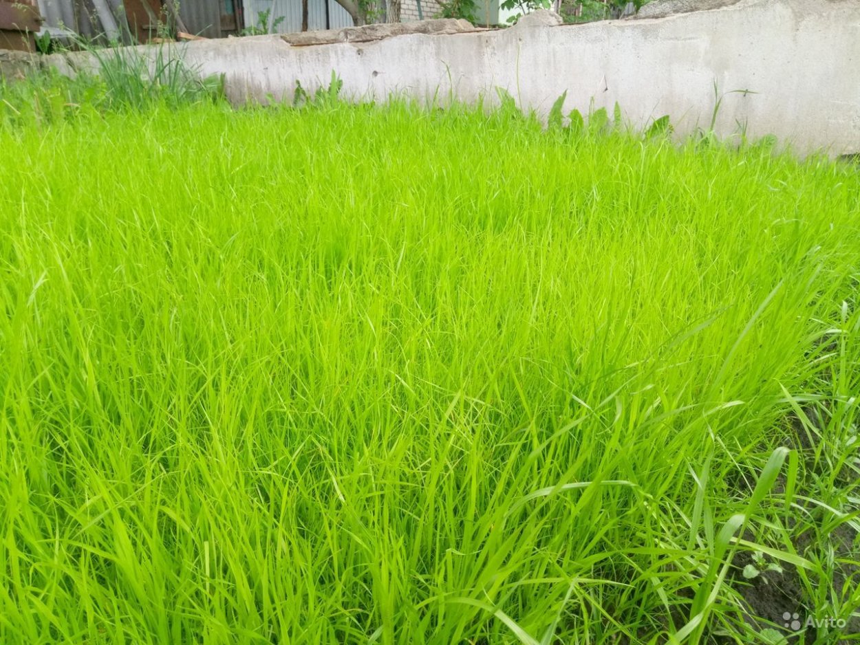 Мятлик кентуккийский газон