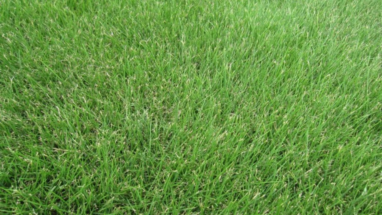 Мятлик Луговой и овсяница красная