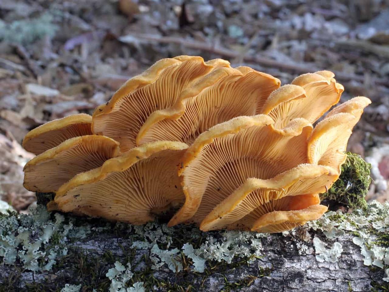 Оранжевая вешенка Phyllotopsis