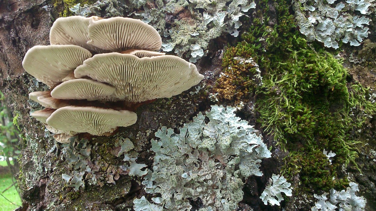 Вёшенка обыкновенная съедобные