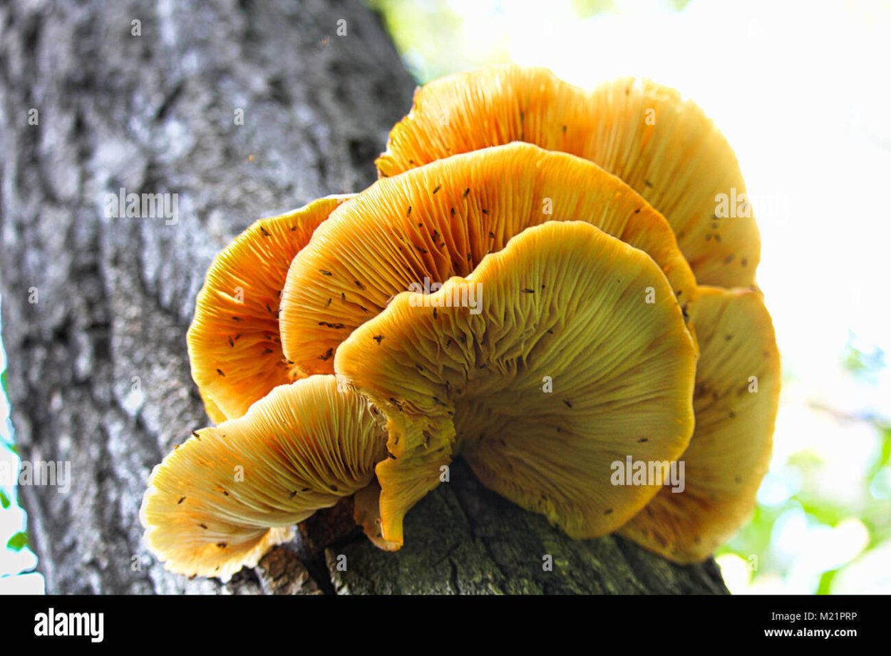 Вешенка оранжевая Лесная