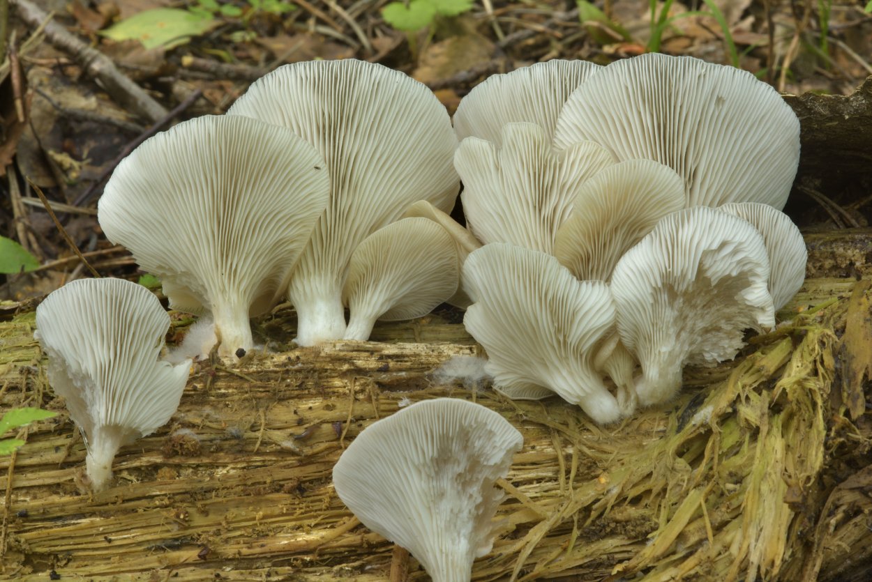 Вешенка легочная Pleurotus pulmonarius