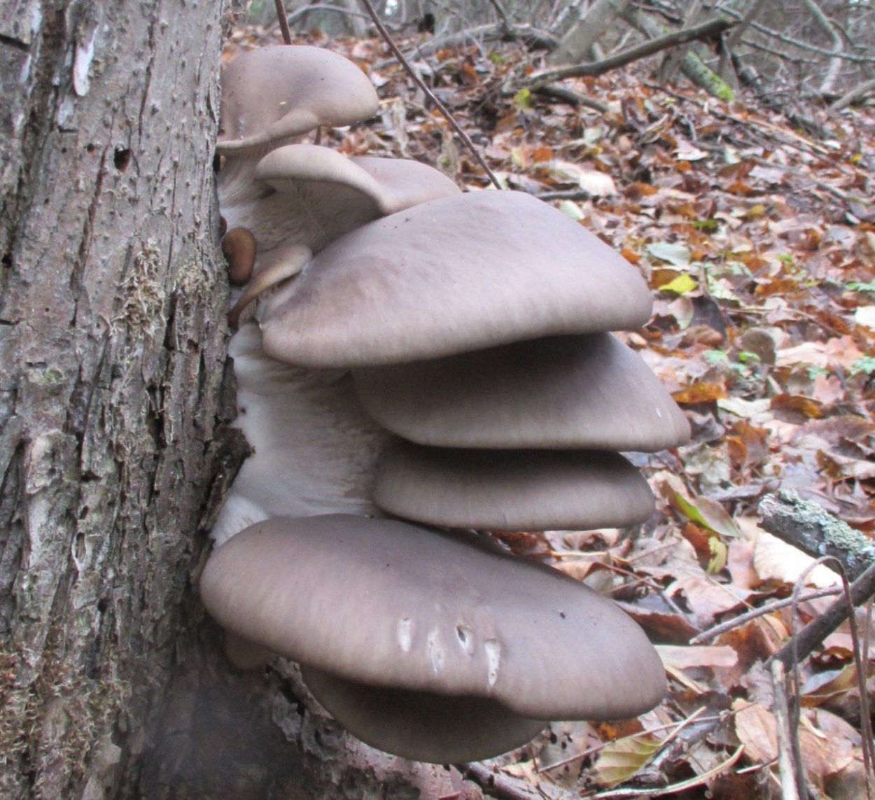 Гриб вешенка устричная