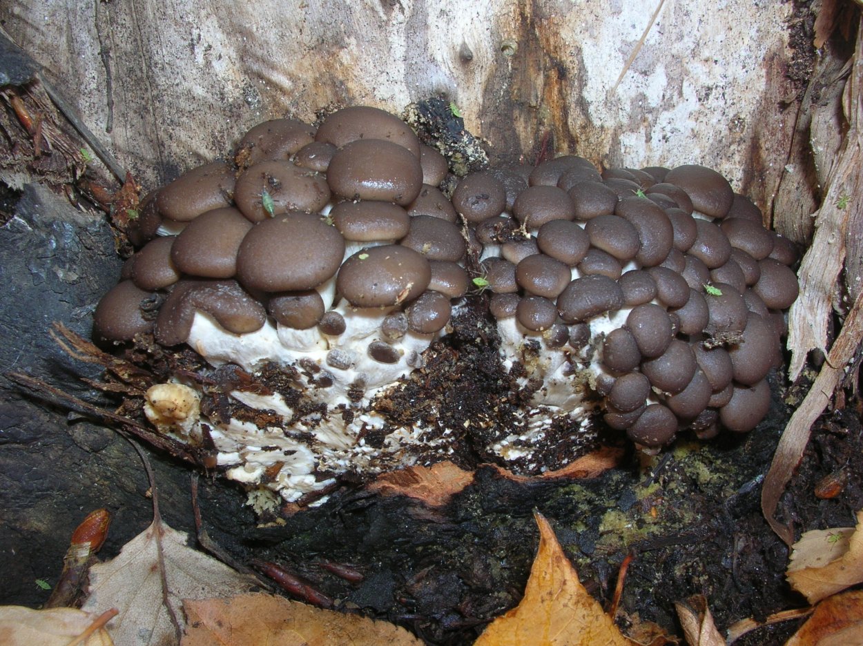 Вешенка Лесная ложная и съедобная