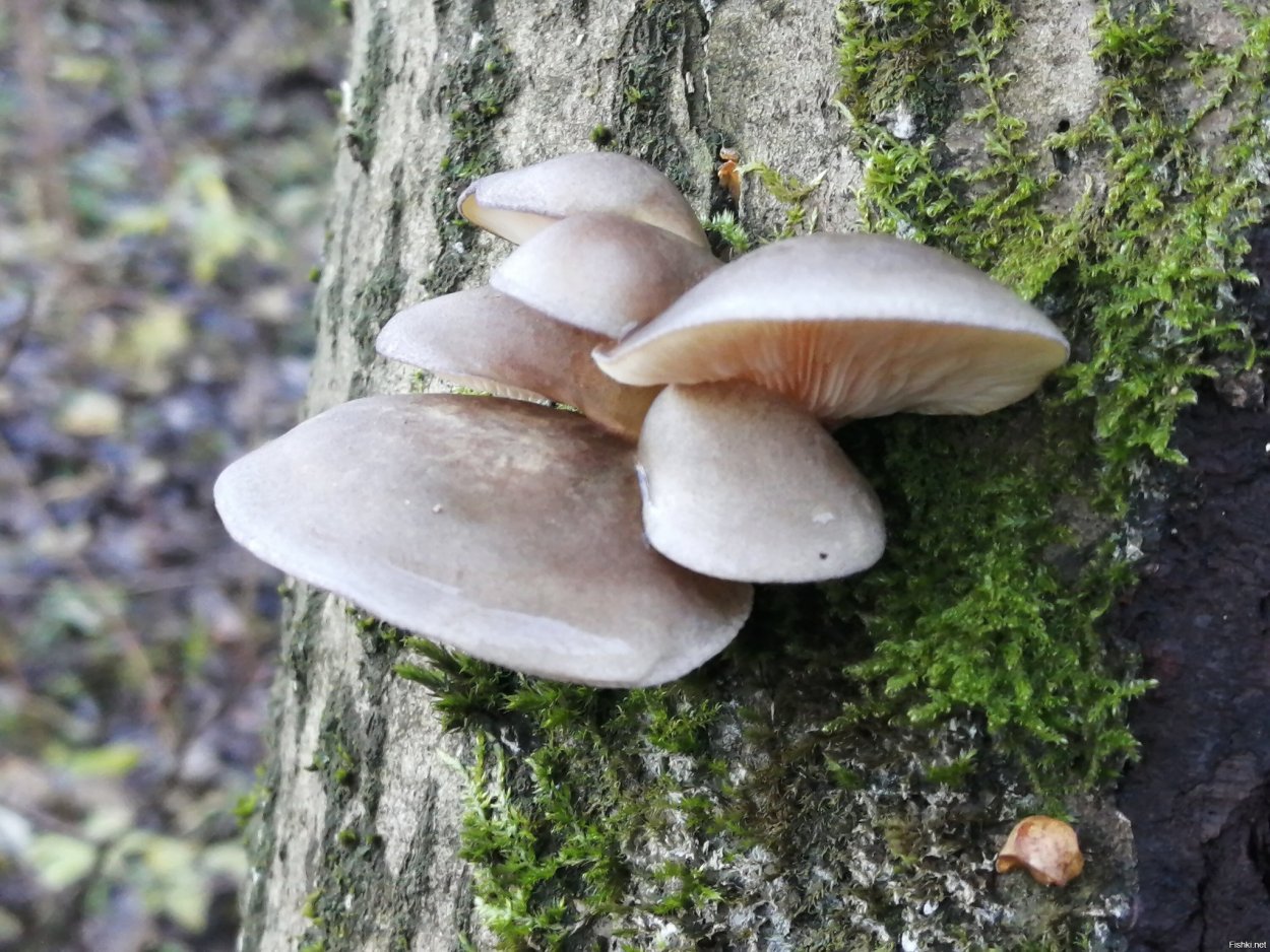 Вёшенка серая