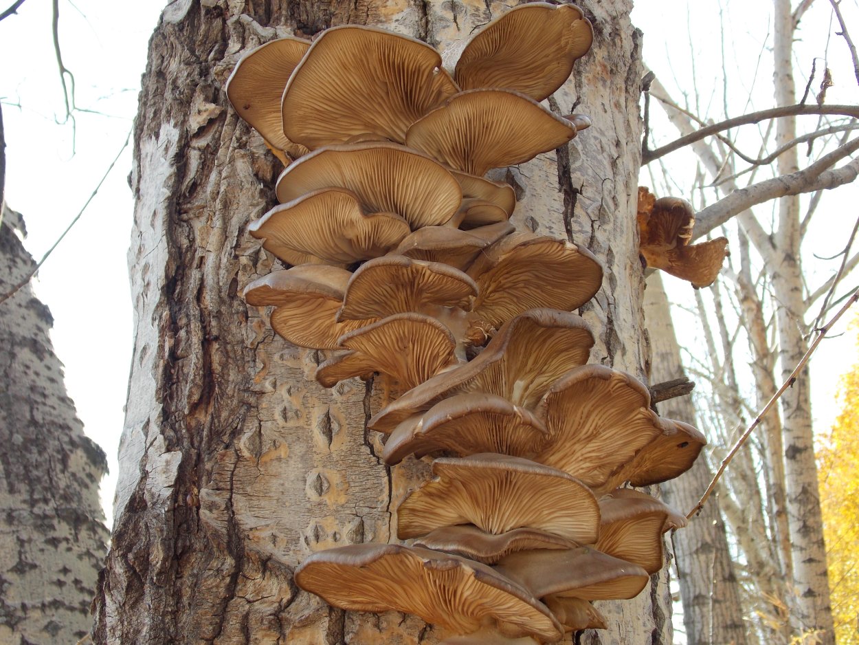 Гриб Тополиная вешенка