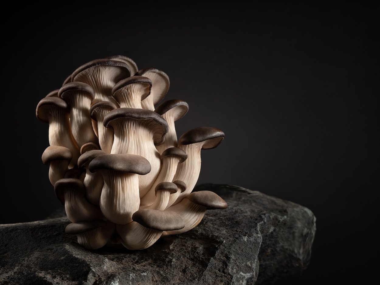 Вешенки для рекламы