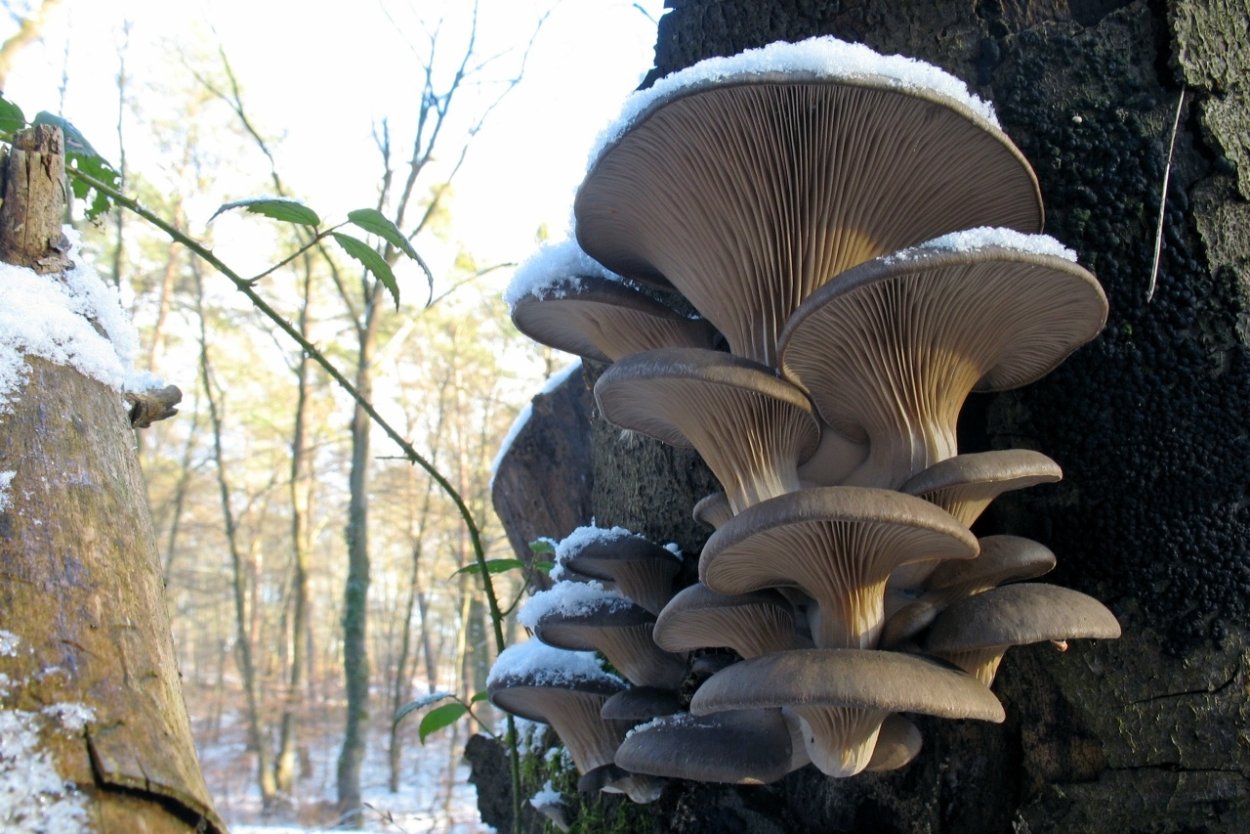 Вешенка Pleurotus ostreatus