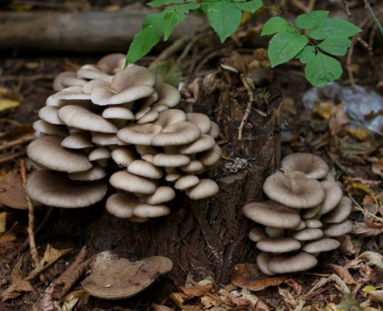 Вешенки Дикие в лесу