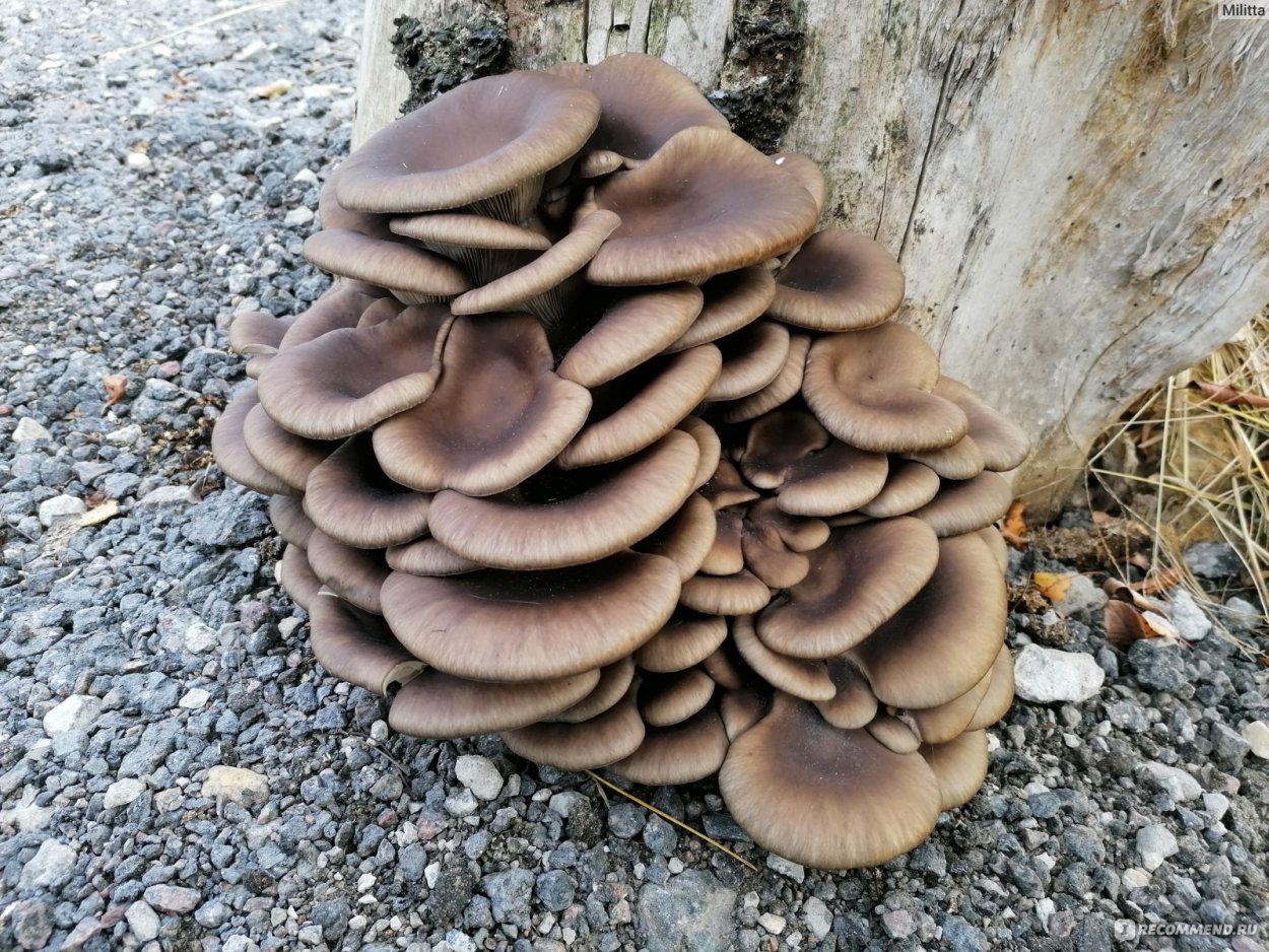 Вёшенка обыкновенная грибы