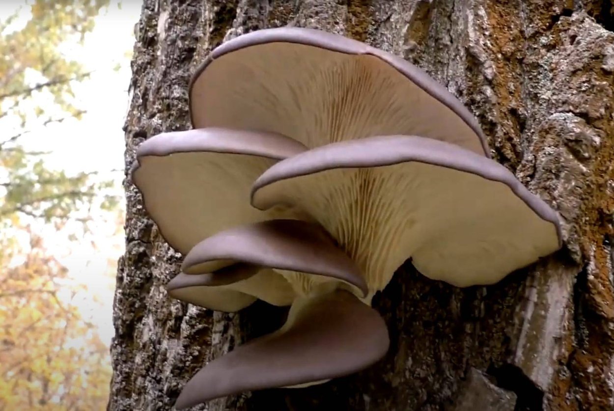 Гриб вешенка дубовая