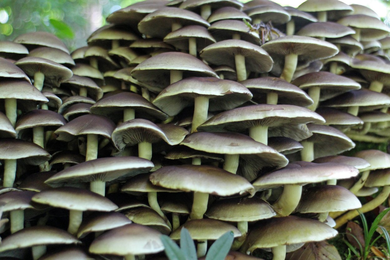 Вешенка белая Лесная