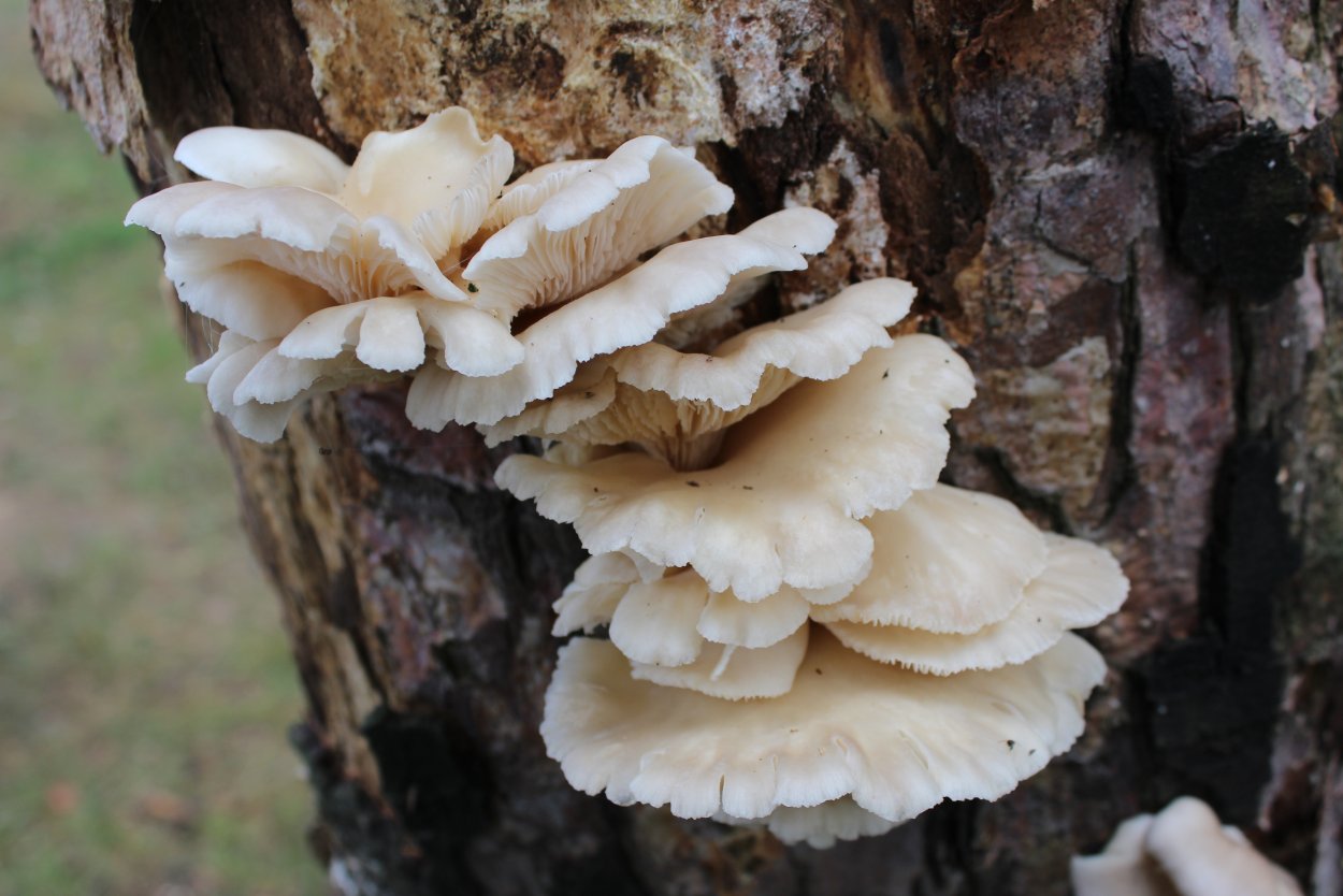 Гриб легочная вешенка