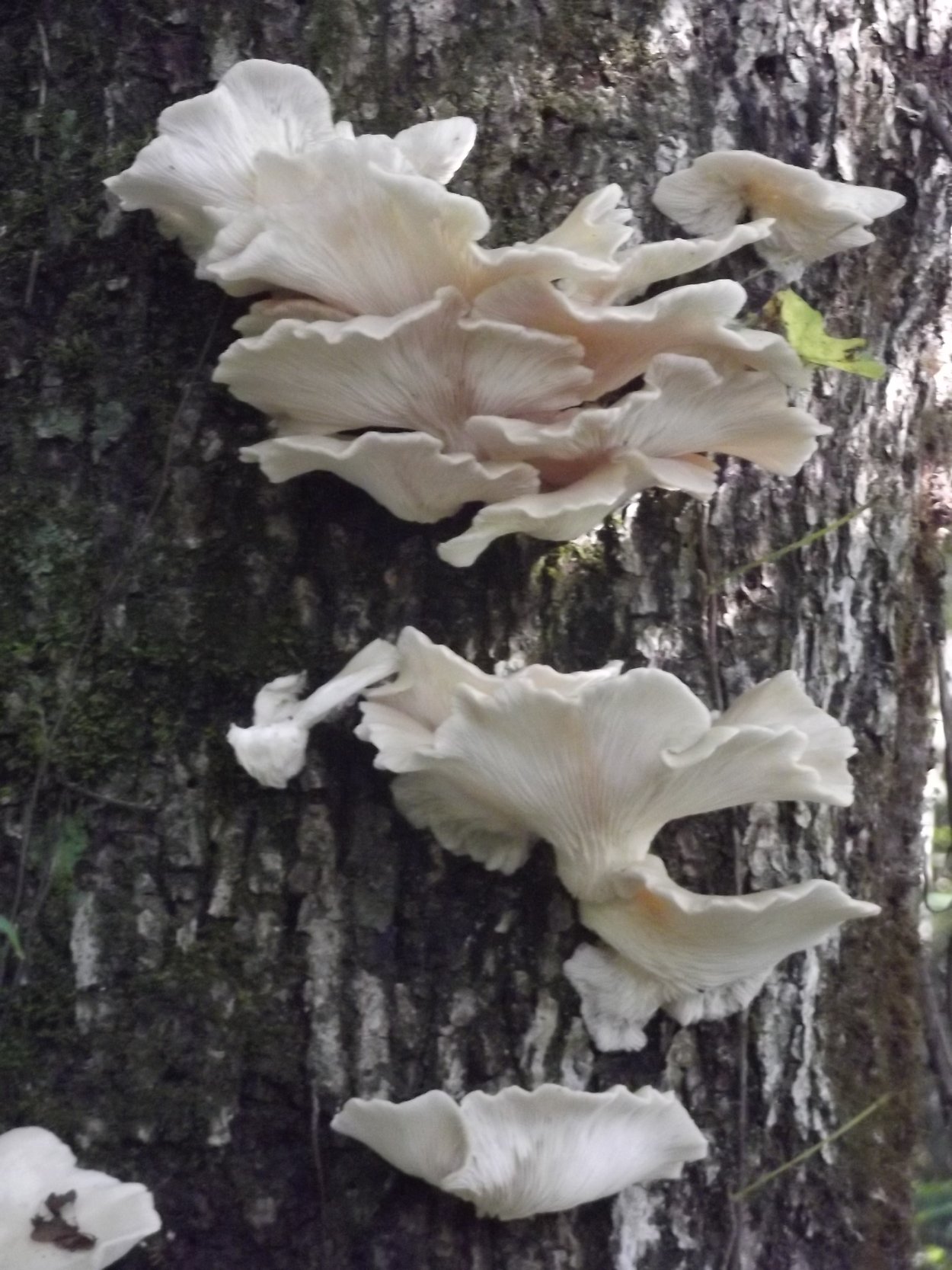 Вешенка белая Лесная