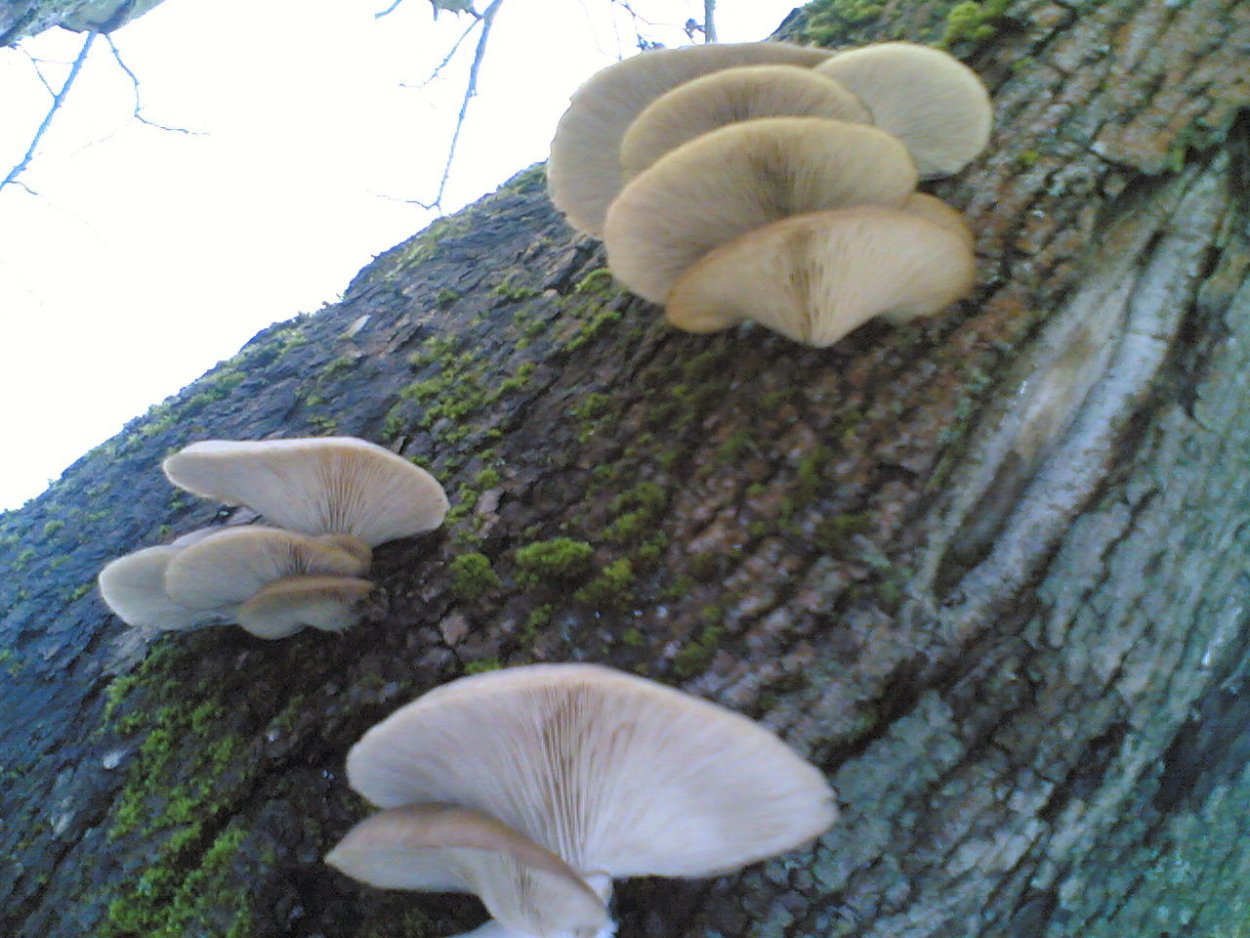 Трутовик и вешенка