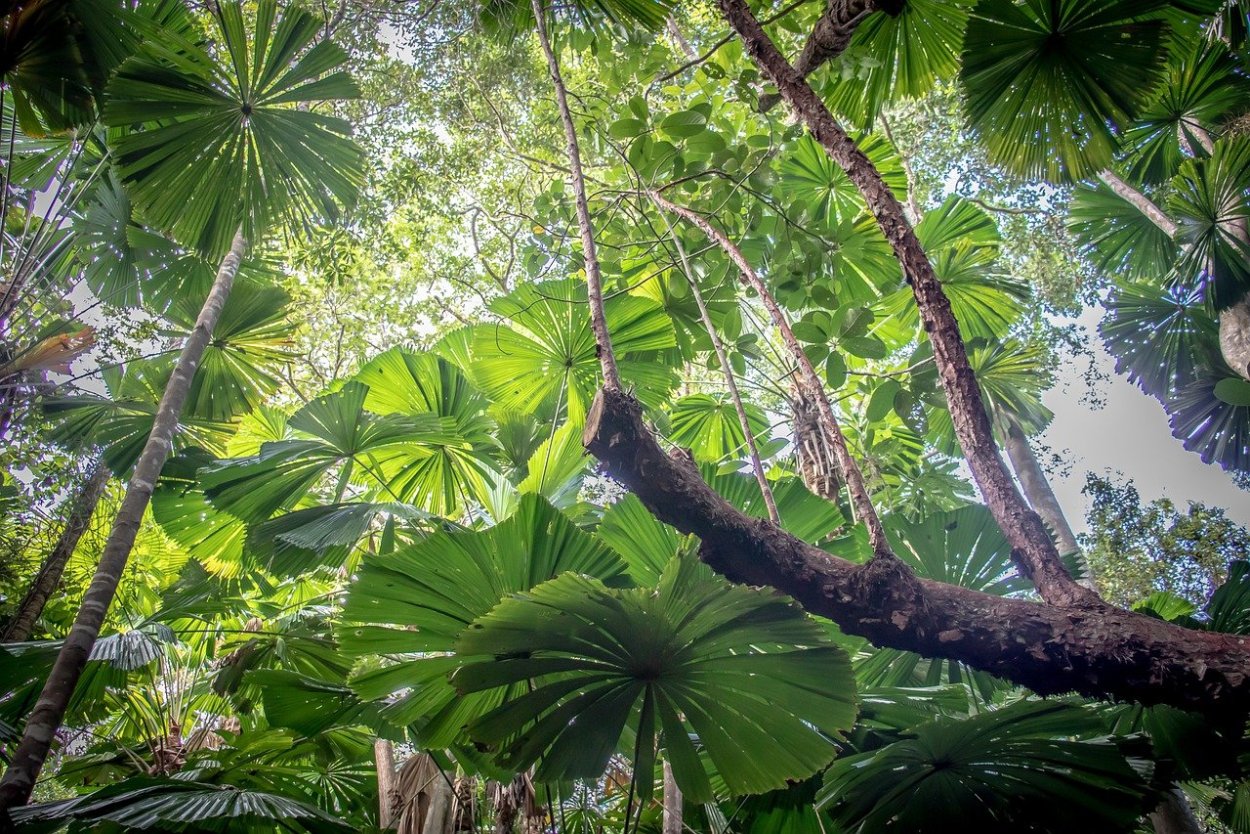 Тропические леса южной америки