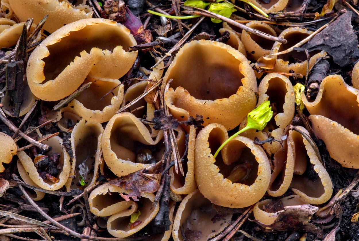 Пецица пузырчатая Peziza vesiculosa