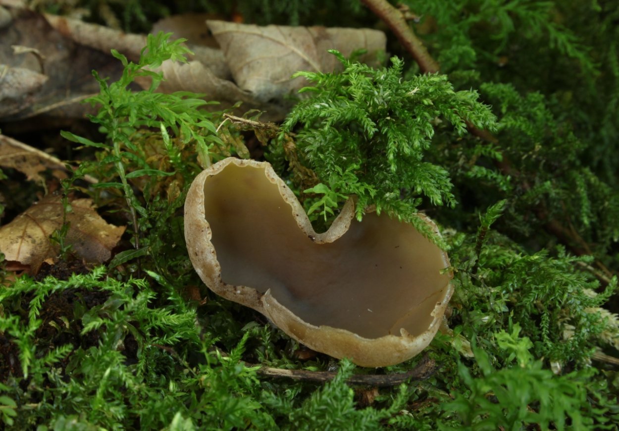 Peziza vesiculosa