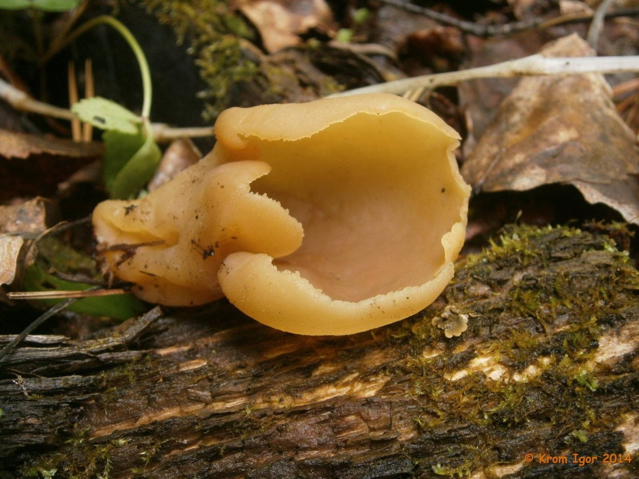 Пецица изменчивая