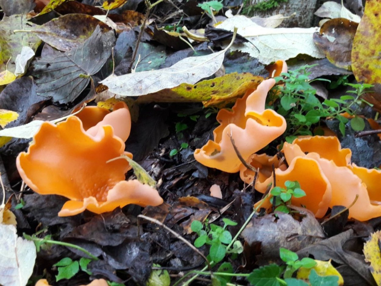 Пецица коричнево-Каштановая (Peziza Badia)