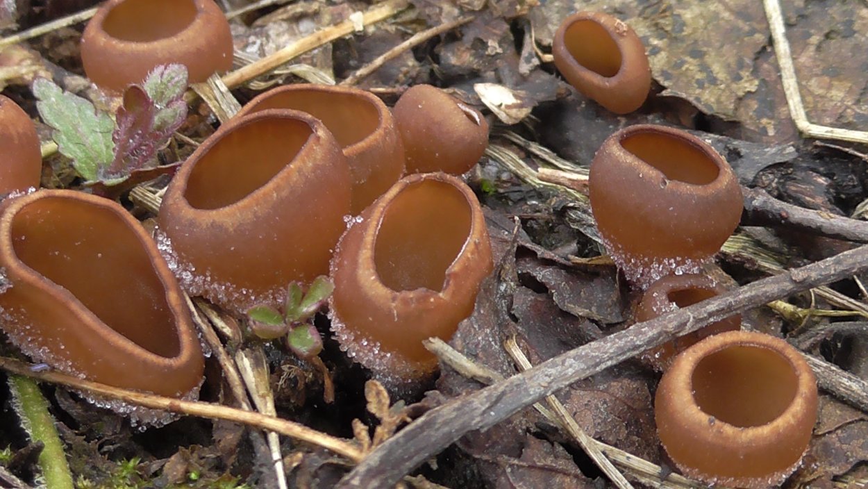 Пецица коричневая гриб