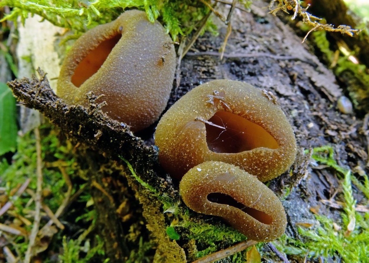 Phylloscypha phyllogena