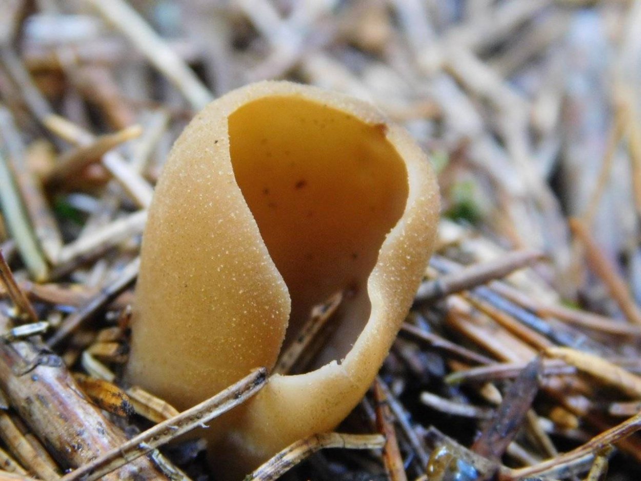 Peziza Badia пецица коричневая