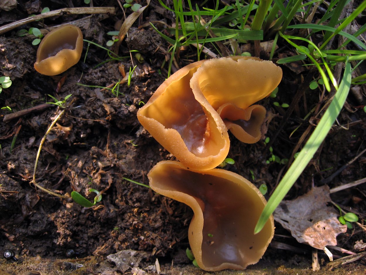 Пецица гриб