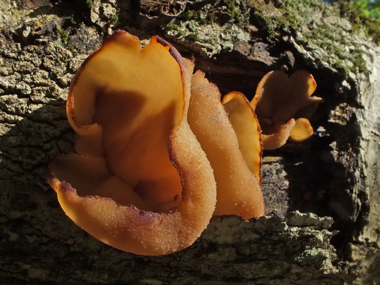 Пецица изменчивая