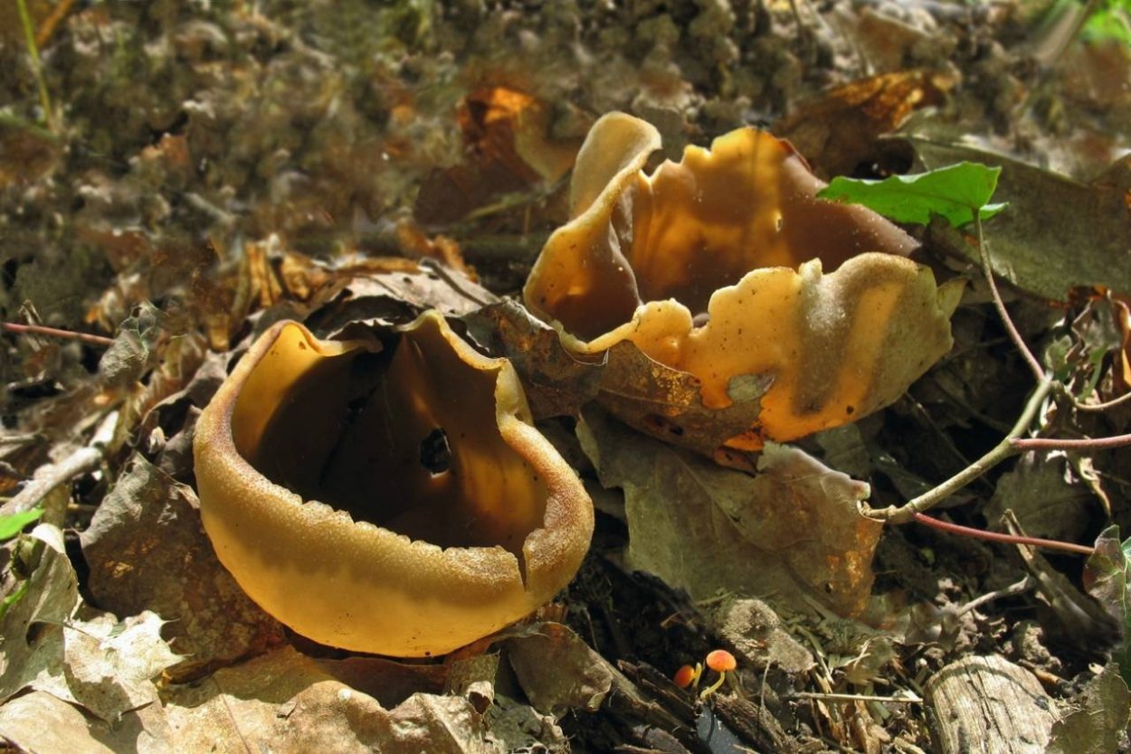 Пецица гриб