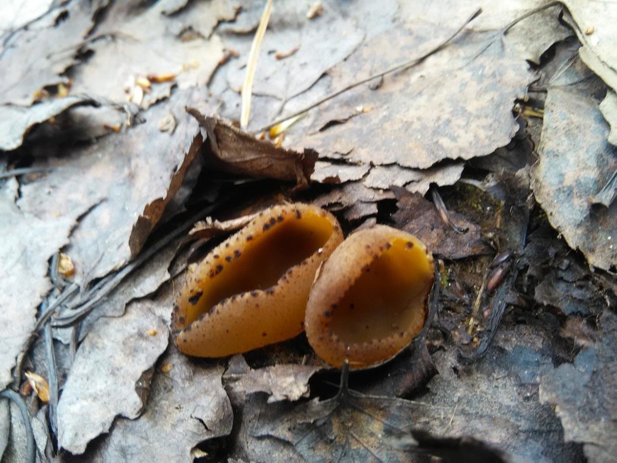 Грибы пецица изменчивая